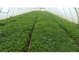 Fűszerpaprika palánta szegedi-80 eladó