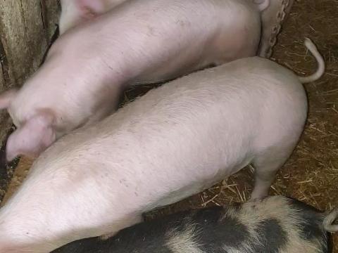 Eladó 6 db 35-40 kg süldő