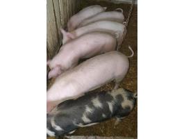 Eladó 6 db 35-40 kg süldő
