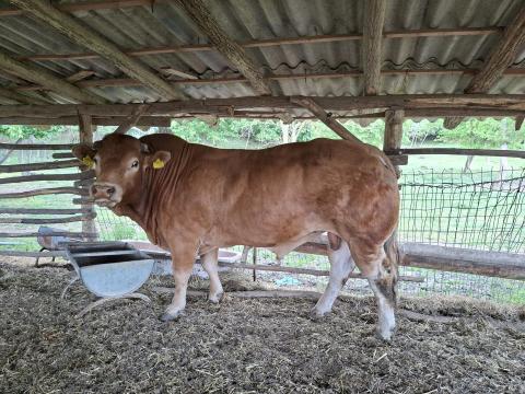 Limousin tenyészbika
