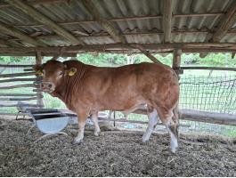 Limousin tenyészbika