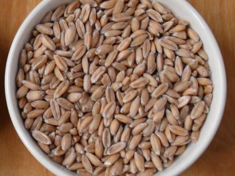 Bio tönkölybúza 70 mázsa eladó Bio tönkölybúza 70 mázsa eladó