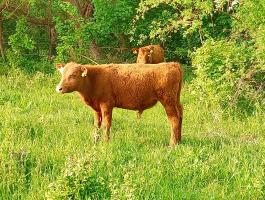 Aberdeen angus bikaborjak eladók