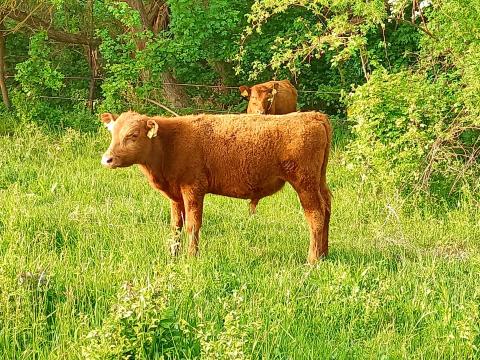 Aberdeen angus bikaborjak eladók Aberdeen angus bikaborjak eladók