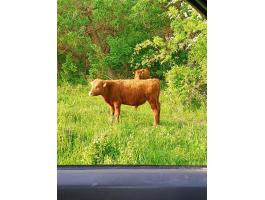 Aberdeen angus bikaborjak eladók