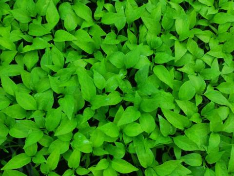 Fűszerpaprika palánta eladó