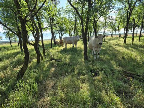 Eladó 5 db Charolais tehén 3 db üsző borjúval