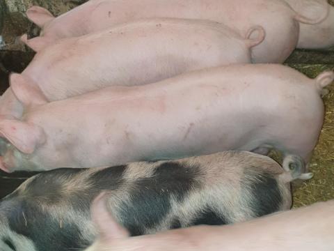 Eladó 35-40 kg-os süldők