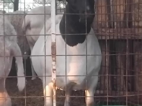 Juh, birka Dorper Texel bárány kosok