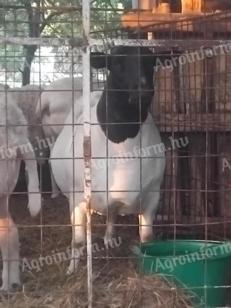 Juh, birka Dorper Texel bárány kosok