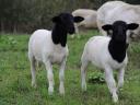 Juh, birka Dorper Texel bárány kosok