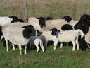 Juh, birka Dorper Texel bárány kosok