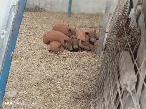 Mangalica