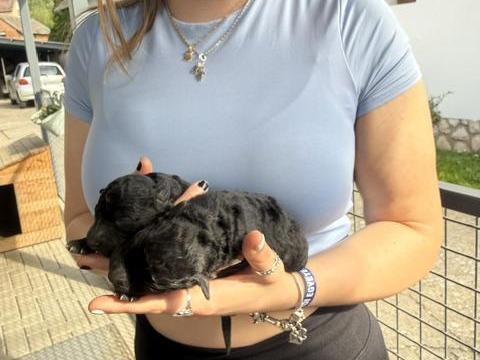 Pumi törzskönyves kiskutya