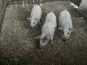 Mangalica malacok eladók