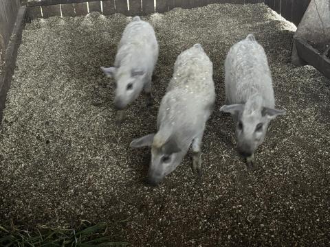 Mangalica malacok eladók