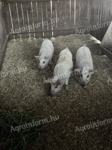 Mangalica malacok eladók