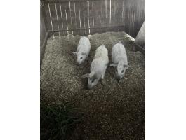 Mangalica malacok eladók