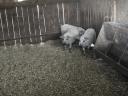 Mangalica malacok eladók