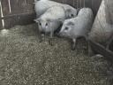 Mangalica malacok eladók