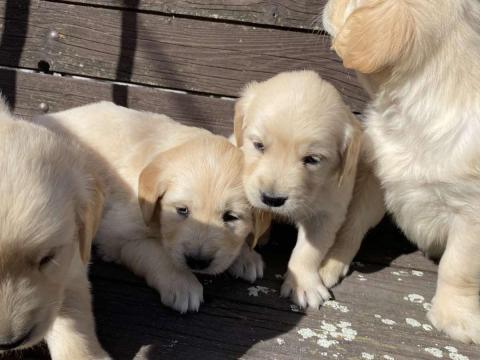 Golden retriever kölykök elvihetők