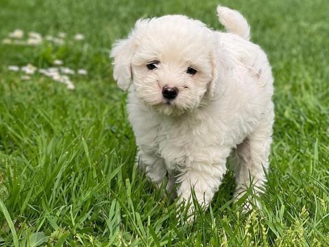 Bichon jellegű kiskutyák gazdit keresnek