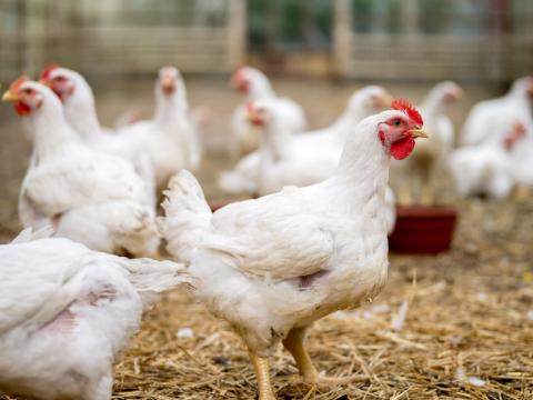 Broiler húshibrid csirke
