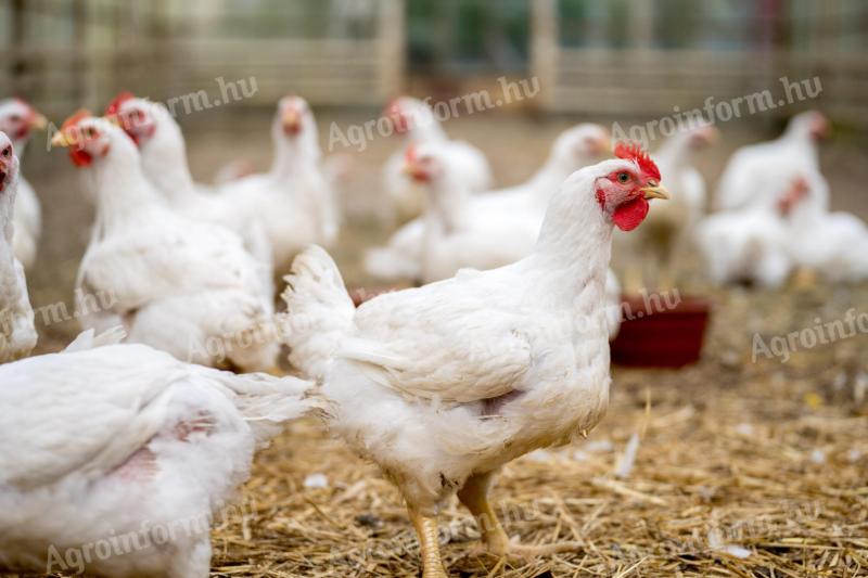 Broiler húshibrid csirke
