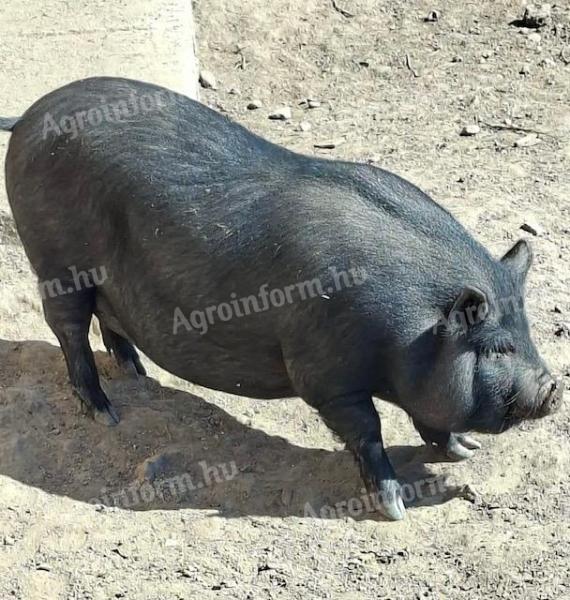 10 db Vietnámi csüngő + durok keverék sertés eladó