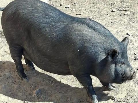 Vietnámi csüngő és durok keverék sertés eladó
