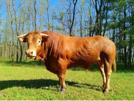 Limousin tenyészbika