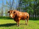 Limousin tenyészbika