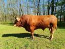 Limousin tenyészbika