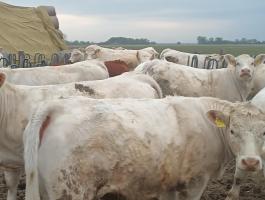 Eladó 42 db Charolais vemhes üsző, megosztva is, minimum 20 db-tól