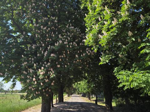 Vác 14.000 m2 Telek/ingatlan