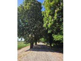 Vác 14.000 m2 Telek/ingatlan