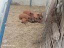 Mangalica