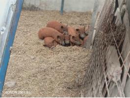 Mangalica