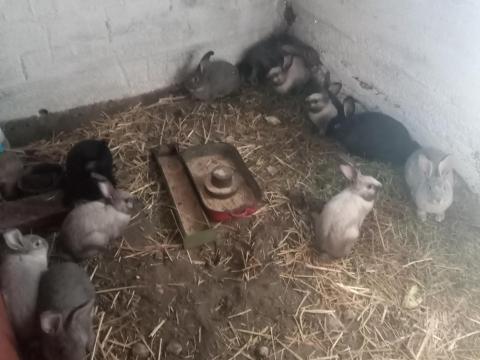 Német óriás házinyúl eladó