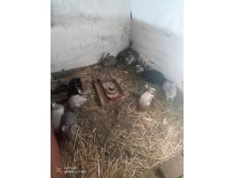 Német óriás házinyúl eladó