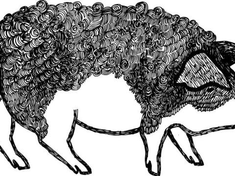 Mangalica zsír és töpörtyű frissen sütve