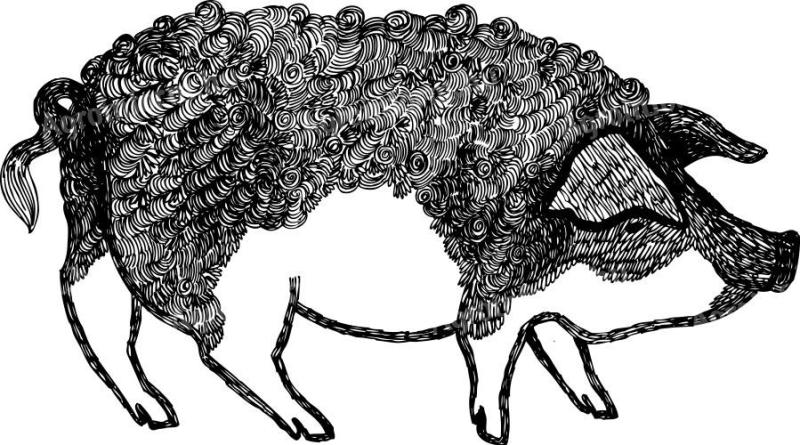 Mangalica zsír és töpörtyű frissen sütve