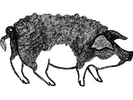 Mangalica zsír és töpörtyű frissen sütve