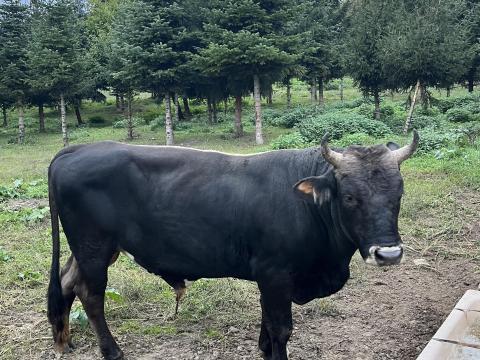 Kárpáti borzderes bika Kárpáti borzderes bika