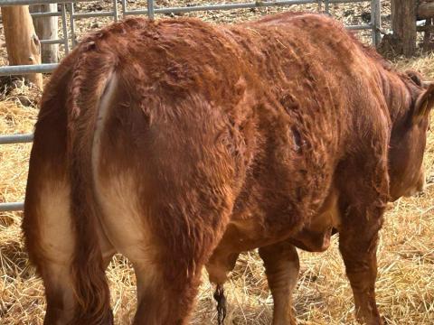 Limousin tenyészbika