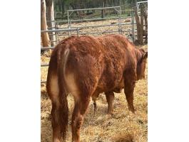 Limousin tenyészbika