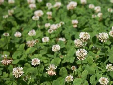 Fehérhere vetőmag Apollo (Trifolium repens) Fehérhere vetőmag Apollo (Trifolium repens)