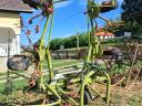 Claas Wolto 640 SL