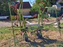 Claas Wolto 640 SL