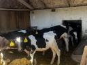 Eladó 8db választási holstein bika borju